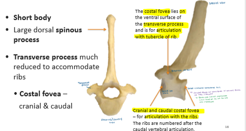 <p>Short body</p><p>Long spinous process</p><p>reduced transverse process</p><p>Has costal fovea (articulate w/ head and tubercle of rib)</p><p></p>