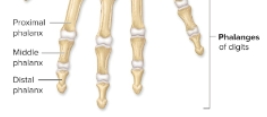 <p>Phalanges</p>