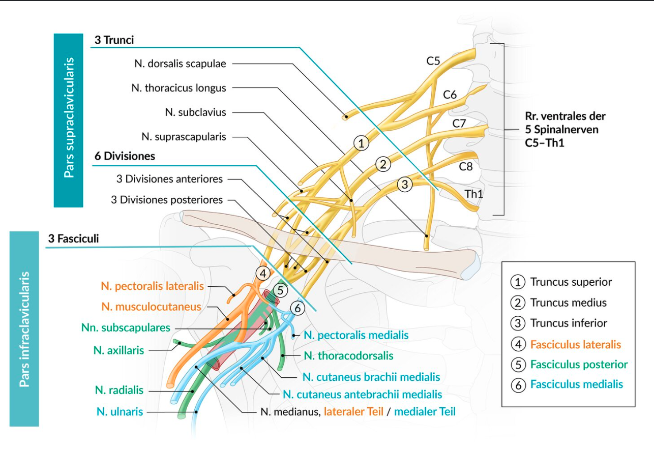 <p>A. Axillary nerve</p>