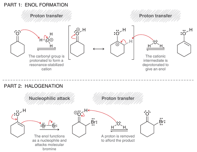 <p>part 1: enol formation</p><p>proton transfer (protonation of carbonyl)</p><p>rearrangement of resonance-stabilized cation</p><p>proton transfer (deprotonation of alpha position)</p><p>part 2: halogenation</p><p>nucleophilic attack by enol</p><p>proton transfer (deprotonation)</p>