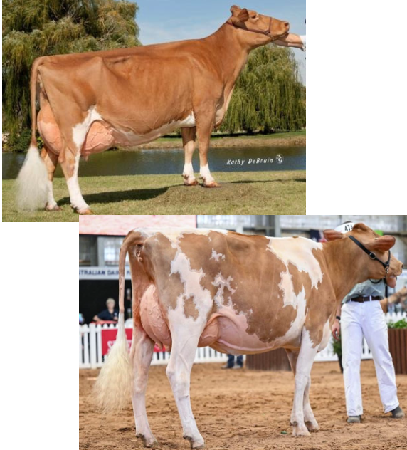 <p>Guernsey</p><p></p><p><strong>Origin</strong>: Isle of Guernsey</p><p><strong>Color</strong>: Fawn with white markings</p><p><strong>Size</strong>: Moderate</p><p><strong>Milk Volume Produced</strong>: 4th among dairy breeds (>16,000 lbs per lactation)</p><p><strong>Milk Fat</strong>: 2nd among dairy breeds (>4.6%)</p>