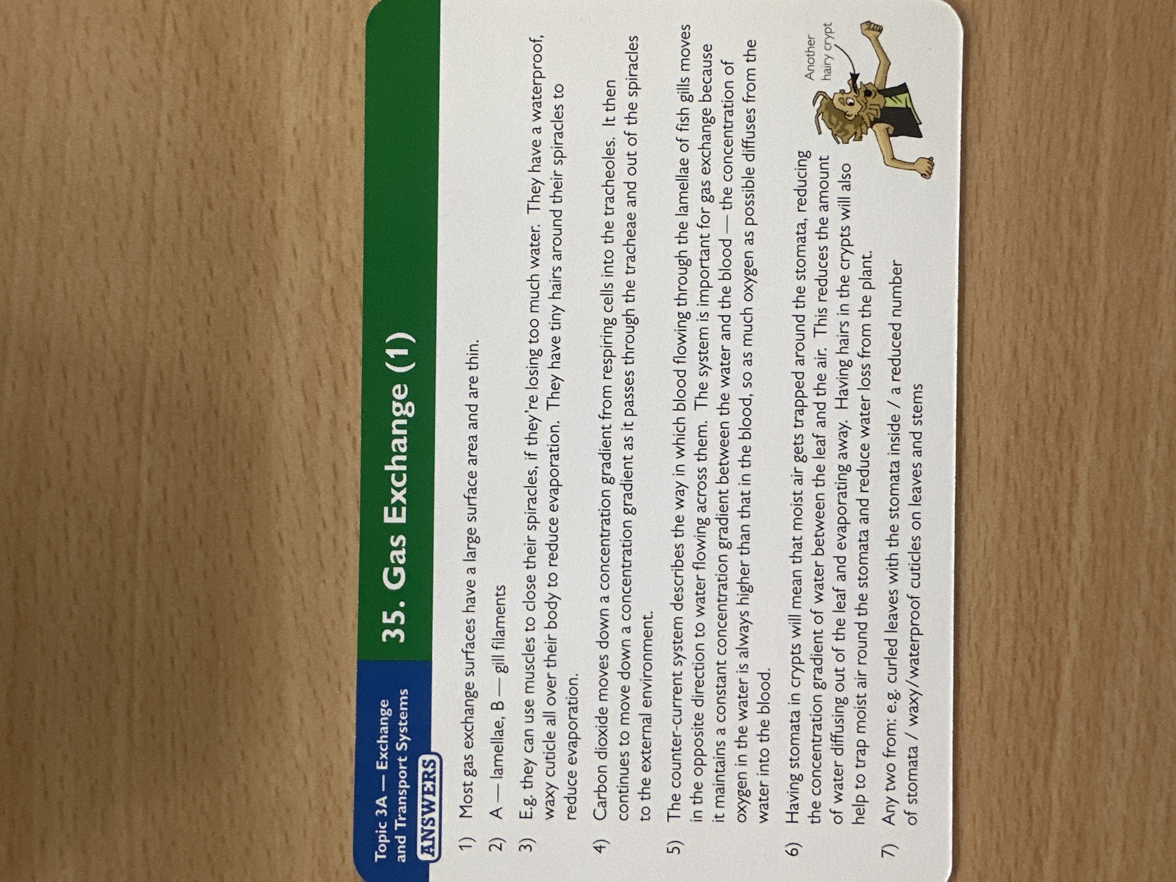 knowt flashcard image