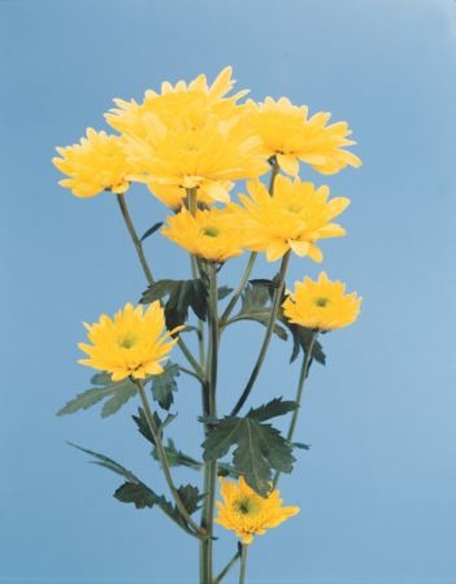 <p>Chrysanthemum; Mass</p>