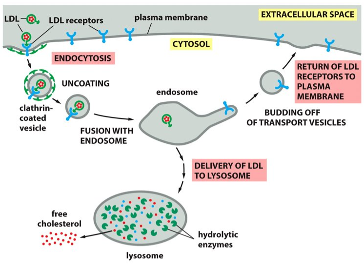 <p>Receptor mediated endocytosis</p>