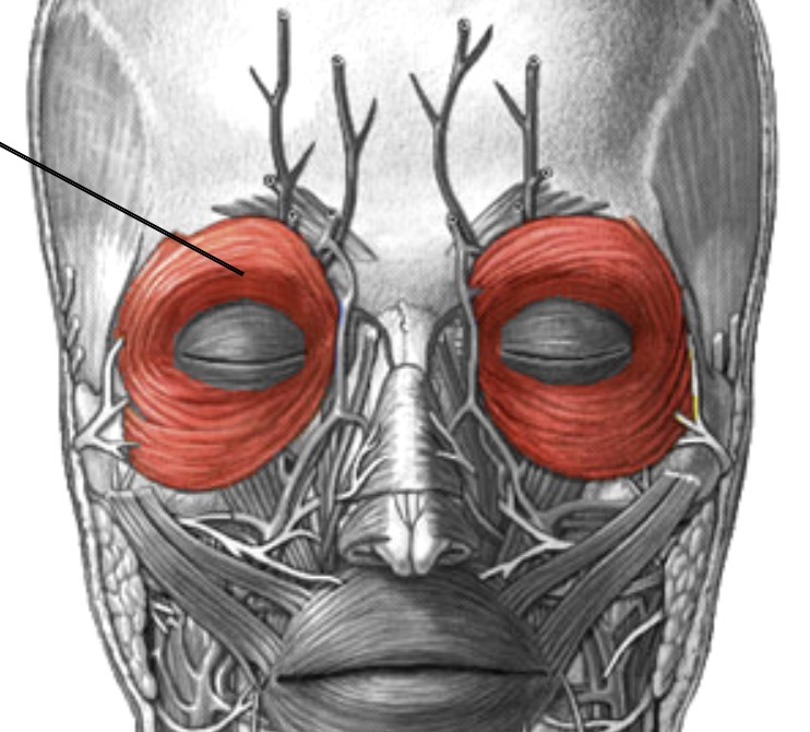 <p>Which muscle of the face is:</p><ul><li><p>Around the eyes</p></li><li><p>Action: blinking &amp; squinting</p></li><li><p>Nerve: <span style="color: yellow;">CN VII</span></p></li></ul><p></p>