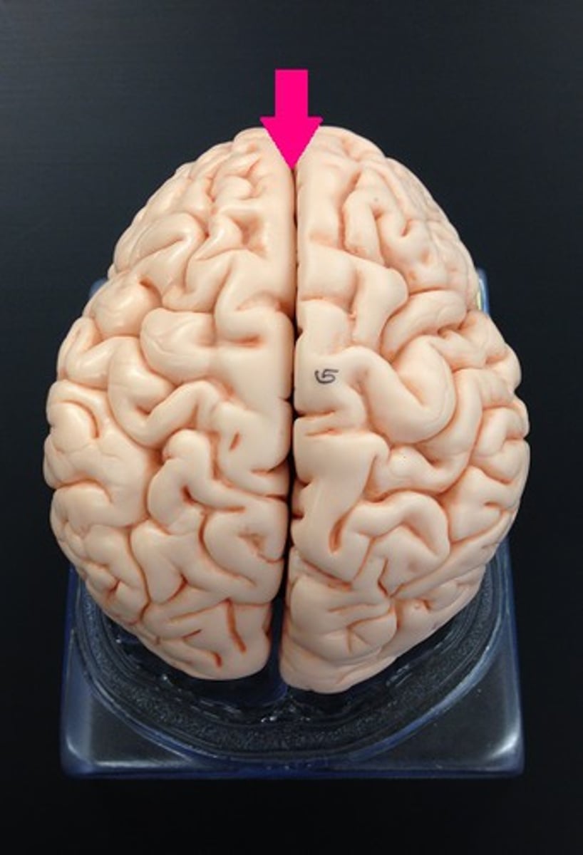 <p>Separates right and left hemispheres</p>