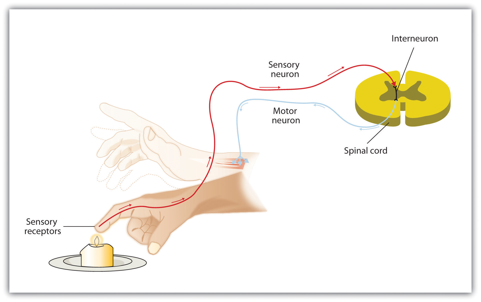 <p>Your brain reads signals from your nerves to regulate how you think, move, and feel</p>