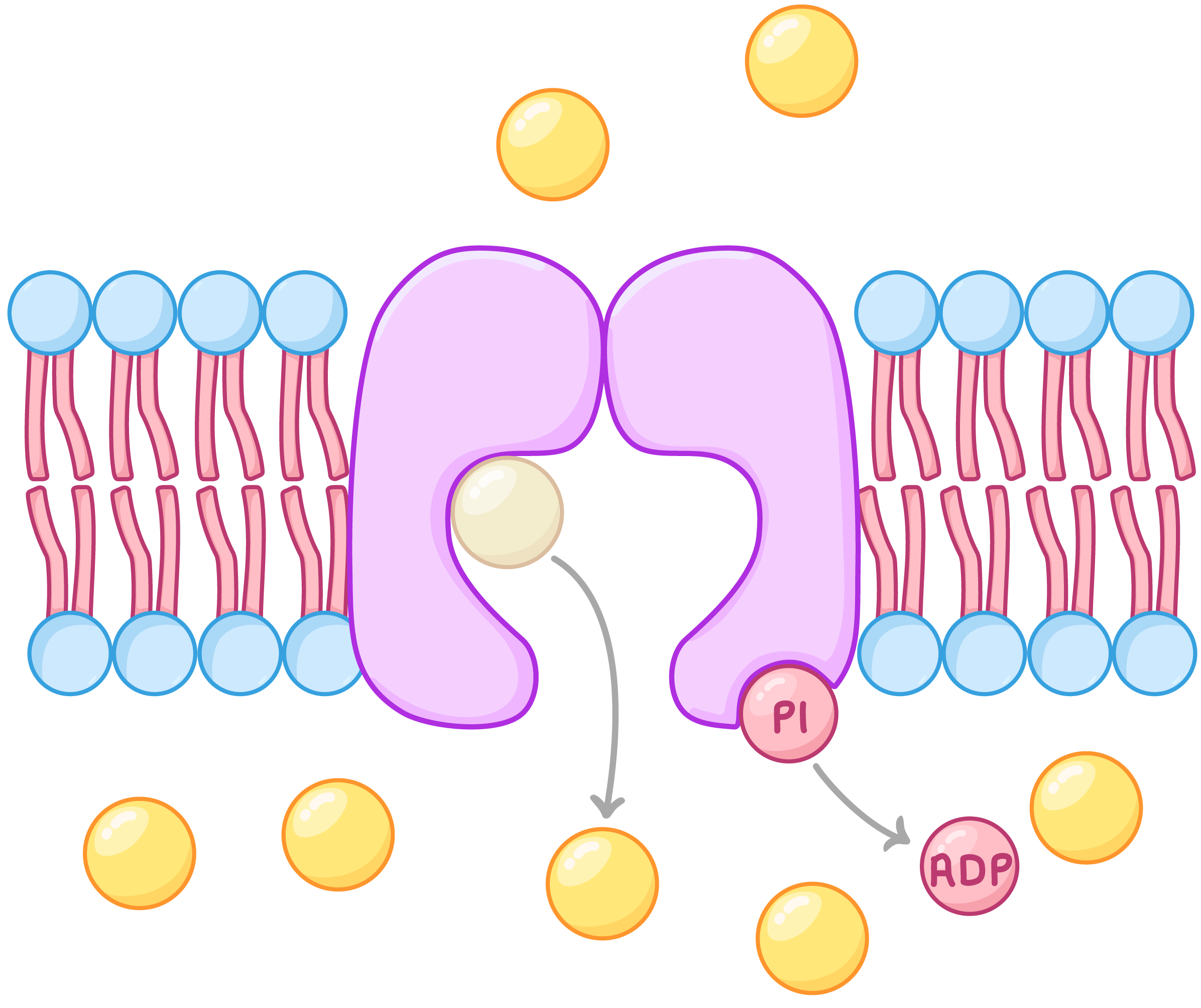 <ul><li><p>changed shape when molecule binds</p></li></ul><p></p>