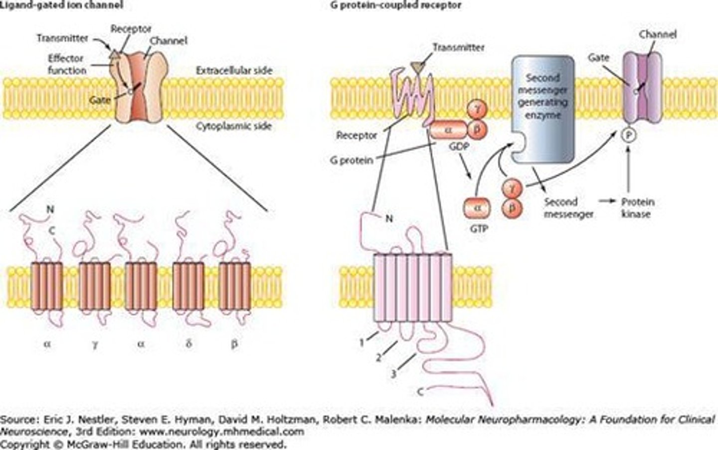 <p>They open or close ion channels in response to ligand binding, altering the cell's membrane potential.</p>