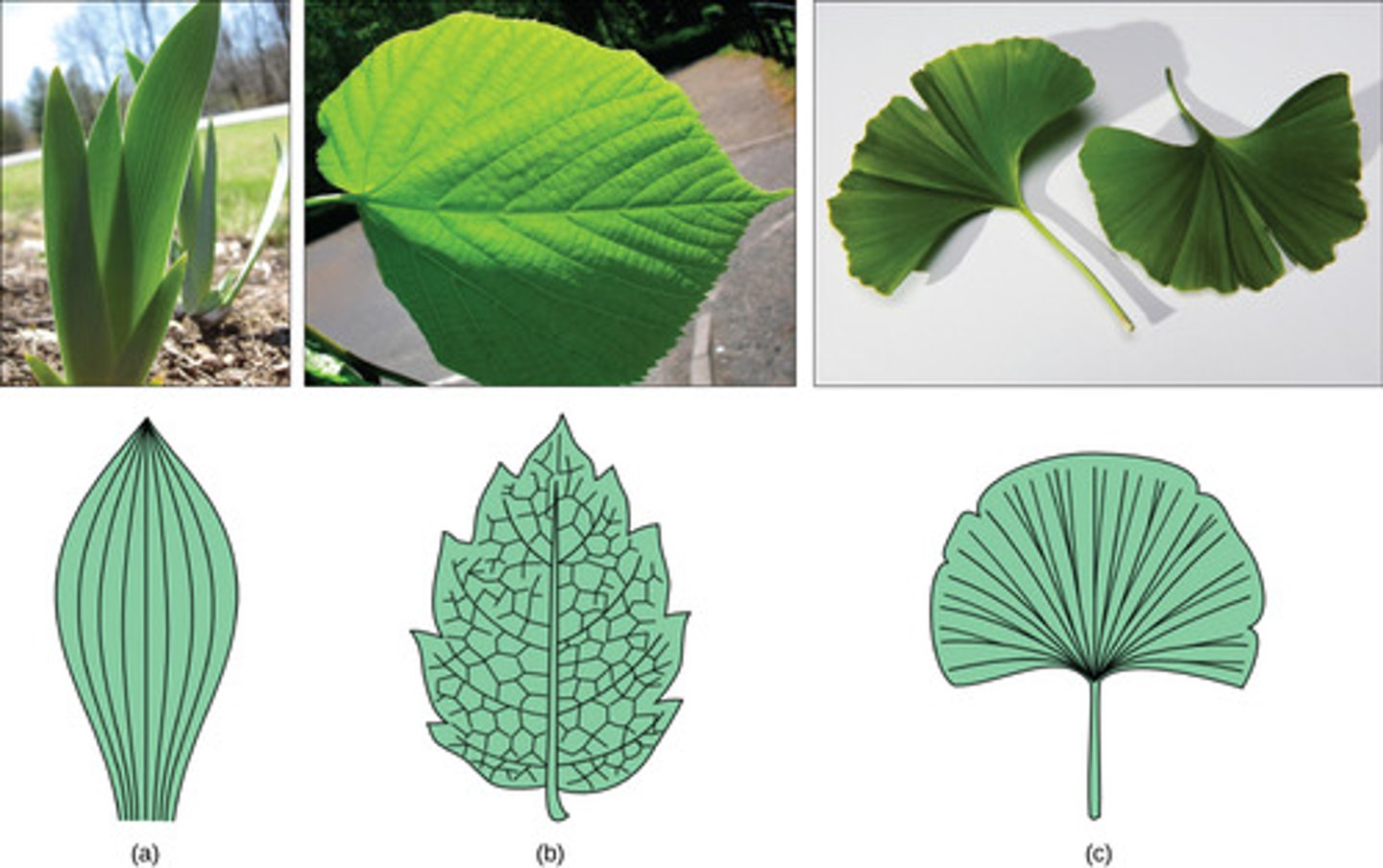 <p>leaf venation</p>