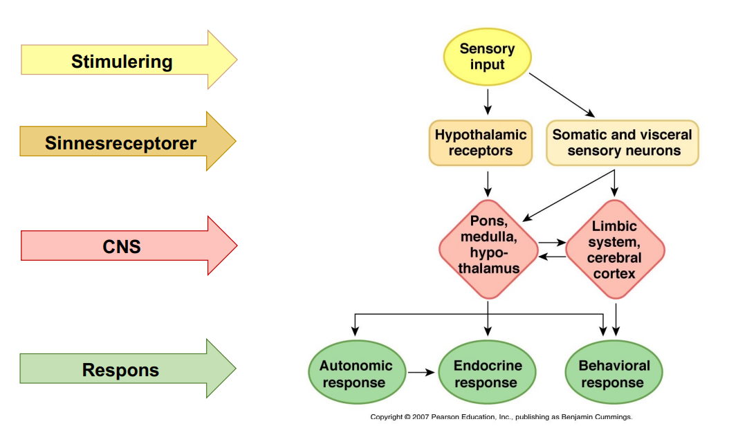 <ul><li><p>Stimulering, något sker</p></li><li><p>Sinnesreceptorer, fångar upp signaler och skickar till CNS</p></li><li><p>CNS, signal behandlas </p></li><li><p>Respons, logisk återgärd </p></li></ul>