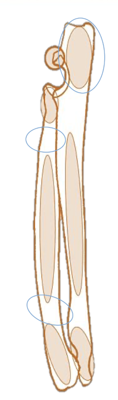 <p>3</p><p>Proximal epiphyses, body and distal epiphyses </p>