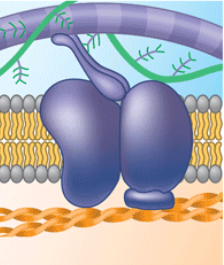 <p>attachment to the cytoskeleton and extracellular matrix (ECM) </p>