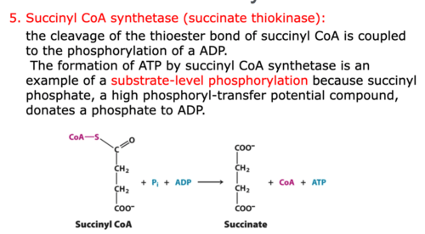 <p>Catalyzed by succinyl CoA synthetase (succinate thiokinase)</p><p>- example of substrate-level phosphorylation</p><p>- thioester bond of succinyl CoA gets cleaved</p><p>- succinyl CoA, ADP, and Pi are reactants and succinate, CoA, and ATP as products</p>