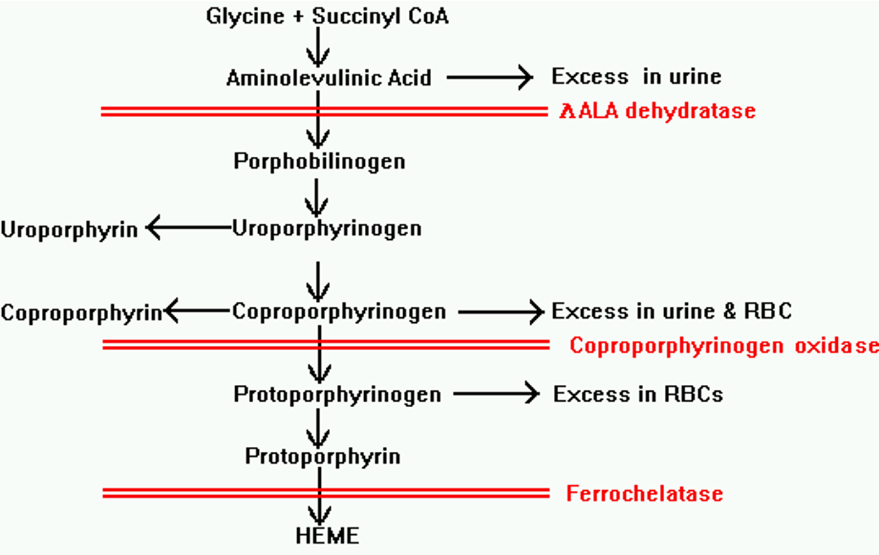 <p>The biosynthesis of heme starts with the amino acid glycine and succinyl-CoA, leading to the formation of porphyrin, which in the presence of iron, is transformed into heme. </p><p></p>