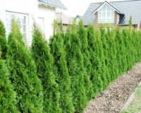 Thuja occidentalis ’Smaragd’  h:5 b:2