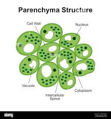 <p>Features of parenchyma?</p>