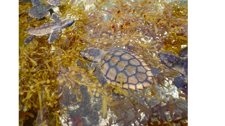 <p><span><span>What Genus does this algal specimen belong to?</span></span></p><p><span><span>Fucus</span></span></p><p><span><span>Dictyota</span></span></p><p><span><span>Macrocystis</span></span></p><p>Sargassum</p>