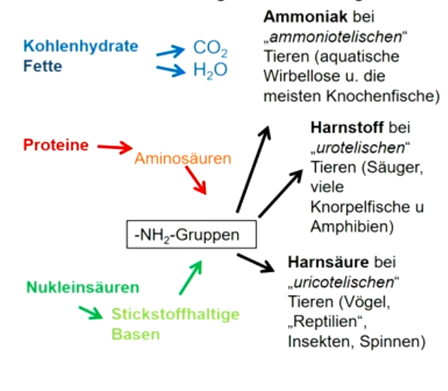 **Exkretion**: Abgabe von flüssigen Stoffwechselprodukten.

**Stoffwechselendprodukte** bei Wirbeltieren: 

Kohlendioxid, Wasser und stickstoffhaltige Substanzen 

Stickstoffhaltige Stoffwechselendprodukte stammen aus Abbau von Proteinen und Nucleinsäuren und werden über **Exkretionsorgane** (z.B. Niere) ausgeschieden. 

Tiere scheiden stickstoffhaltige Exkretionsprodukte in Form von **Ammoniak, Harnstoff** oder **Harnsäure** aus.

**Osmoregulation**: Aufrechterhaltung des Gleichgewichts zwischen Aufnahme und Abgabe von Wasser und gelösten Stoffen (z.B.: Ionen) im Körper.