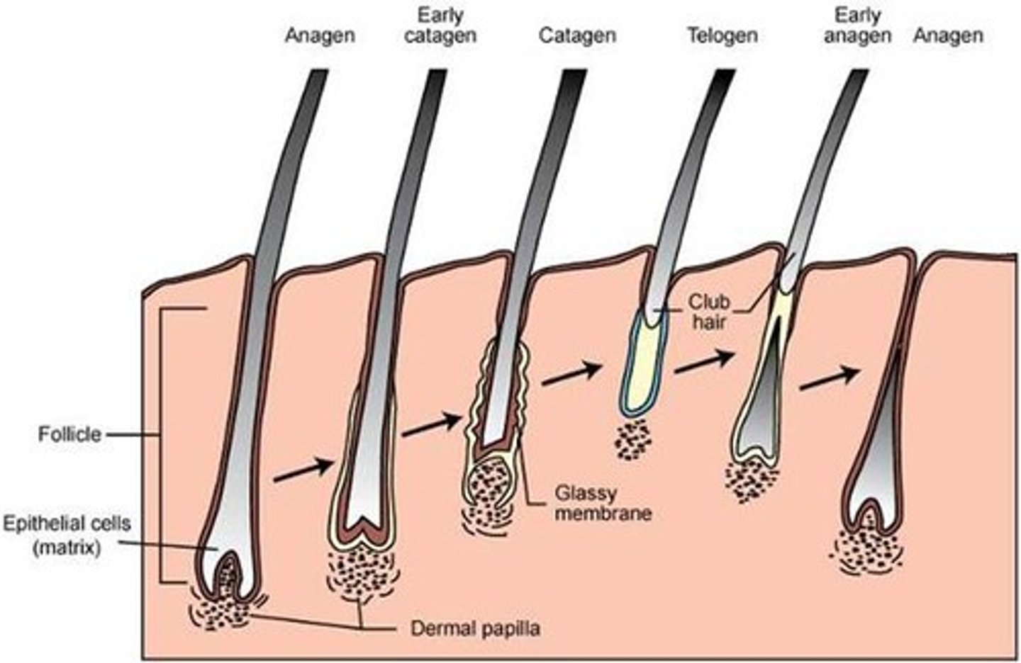 <p>(resting phase) the final phase in the hair cycle that lasts until the fully grown hair is shed.</p>