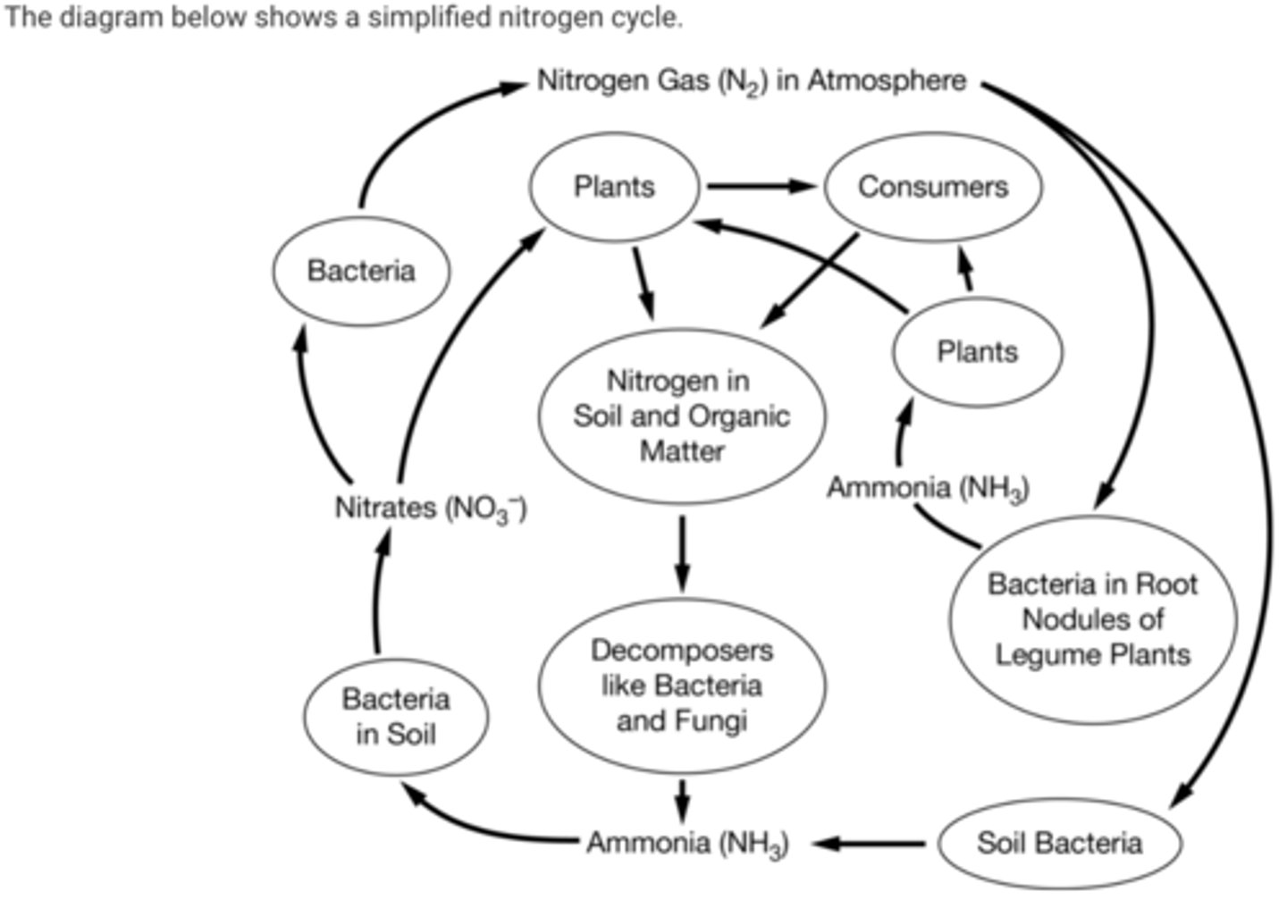 <p>Nitrogen fixation</p>