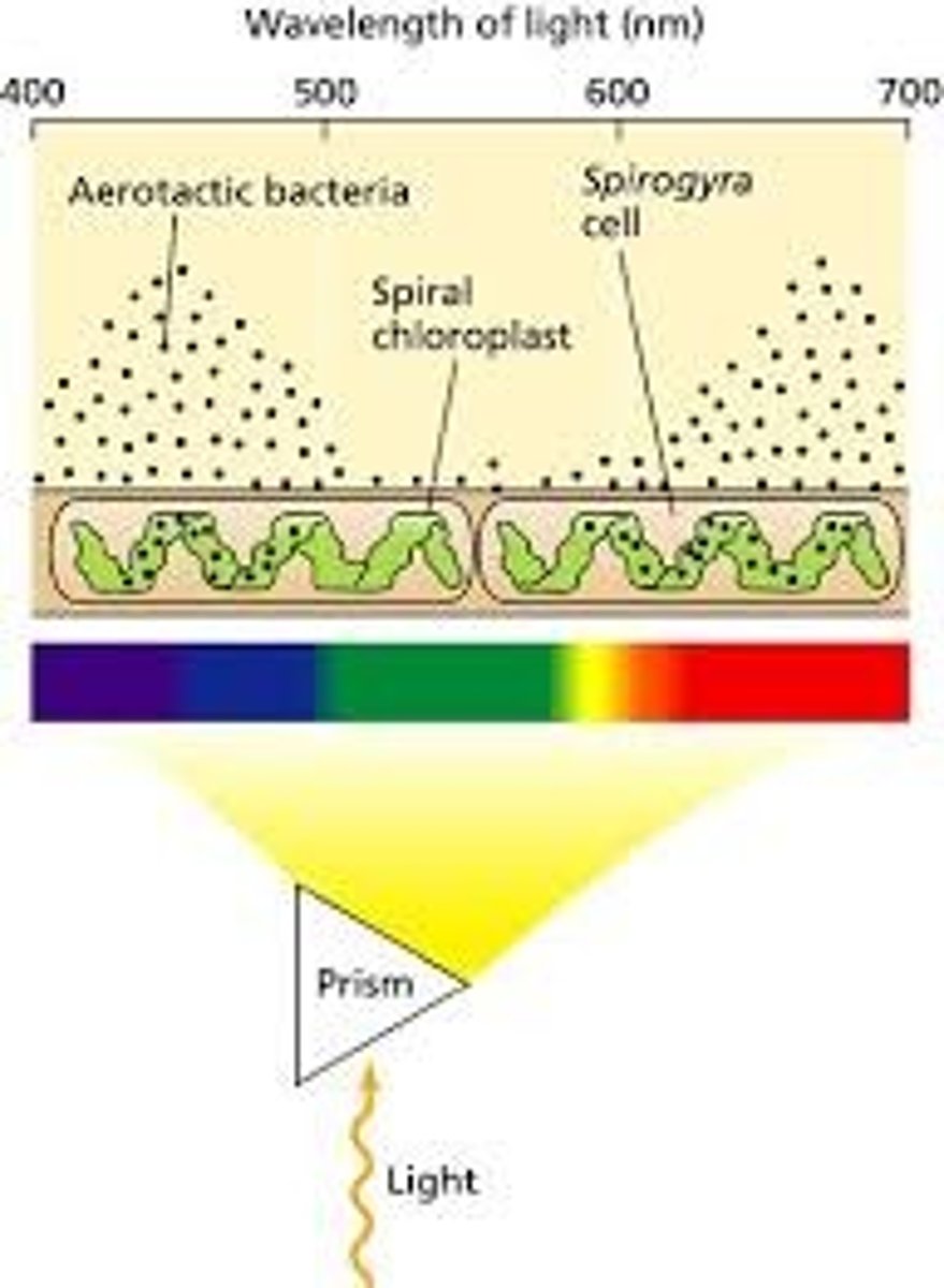 <p>Question:What wavelength of light are most effective for photosynthesis in green algae?<br>Alternative Hypothesis:Red and blue light are most effective for photosynthesis.<br>Null: red and blue light are not most effective for photosynthesis.<br>Independent variable: passing light through prism<br>Dependent variable: number of aerobic bacteria<br>Control: light is not being passed through prism<br>Experimental treatment: white light getting passed through prism<br>Prediction: If we expose the alga bacteria to light that has been passed through a prism and add aerobically respiring bacteria, then the bacteria will accumulate more in red and blue colors. If we expose the alga to white light without passing light through the prism then bacteria will accumulate evenly.<br>Objective:</p>