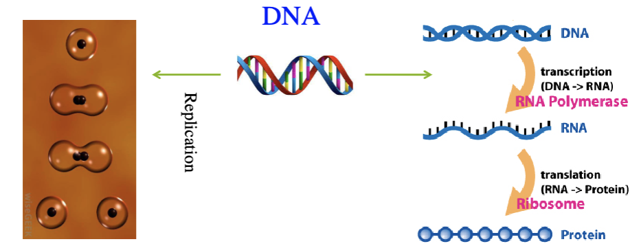 <p>DNA is replicated to pass on the information </p>