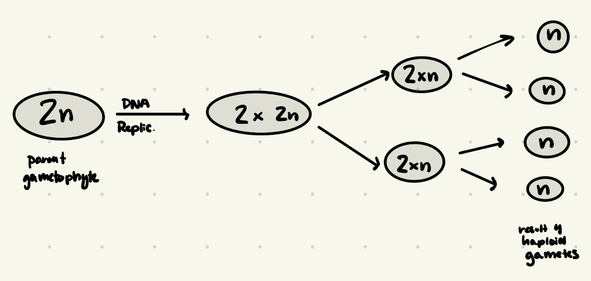 <p>interphase → meiosis I → meiosis II</p>