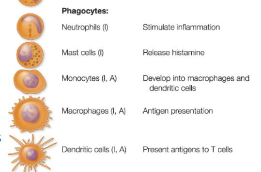 <p>Phagocytic cells </p>