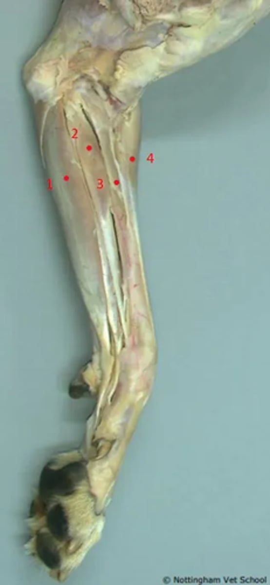 <p>1. Superficial digital flexor</p><p>2. Flexor carpi radialis</p><p>3. Pronator teres</p><p>4. Extensor carpi radialis</p>