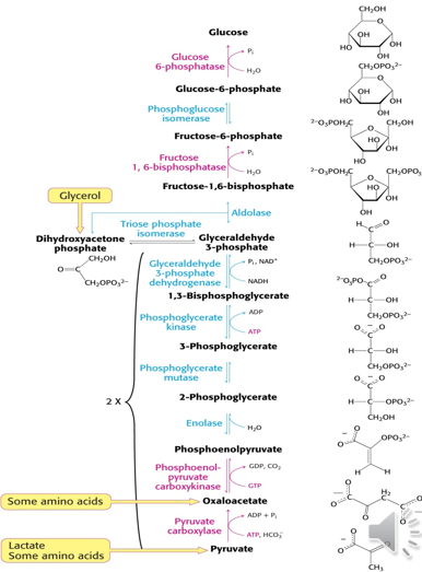 <ul><li><p>the process of synthesis of glucose within cells</p></li><li><p>this can use a number of different sources: </p><ul><li><p>Amino Acids (call Glucogenic Amino Acids) : must be converted into substrates that can be metabolized to create glucose</p></li><li><p>Glycerol: created form fatty acid metabolism</p></li></ul></li></ul><p></p>