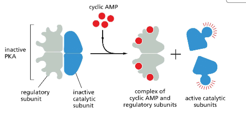 <p>1) In it's inactive state, PKA has two regulatory subunits and two inactive catalytic subunits.&nbsp;Regulatory subunits inhibit the catalytic activity of PKA <br>2) When 4 cAMP binds to the regulatory subunit of cAMP, a conformation change occurs in the regulatory subunit. <br>3) The affinity of the regulatory subunits for the catalytic subunits decreases, resulting in a binding partner switch. The catalytic subunits are released and active!</p>
