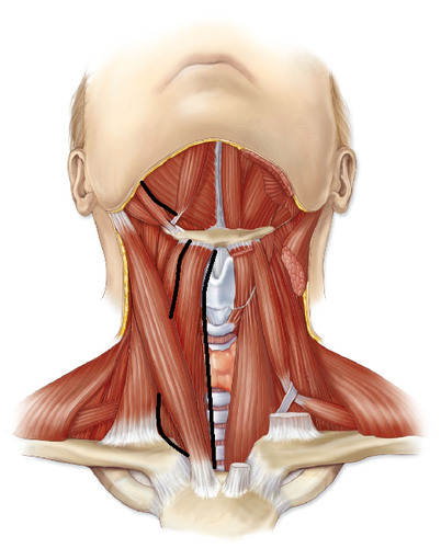 Sternohyoid
Origin:
Insertion:
Action: