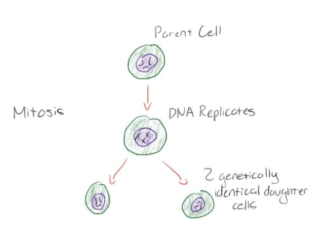 <p>Two genetically identical daughter cells</p>