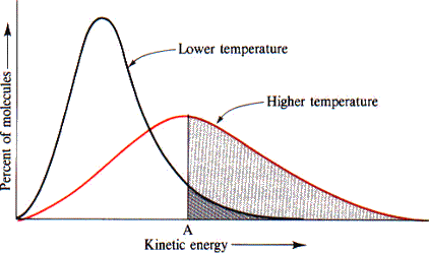 <p>increase rate because speed of the particles increases (the frequency of collisions increases), so the chance of successful collisions increases</p>