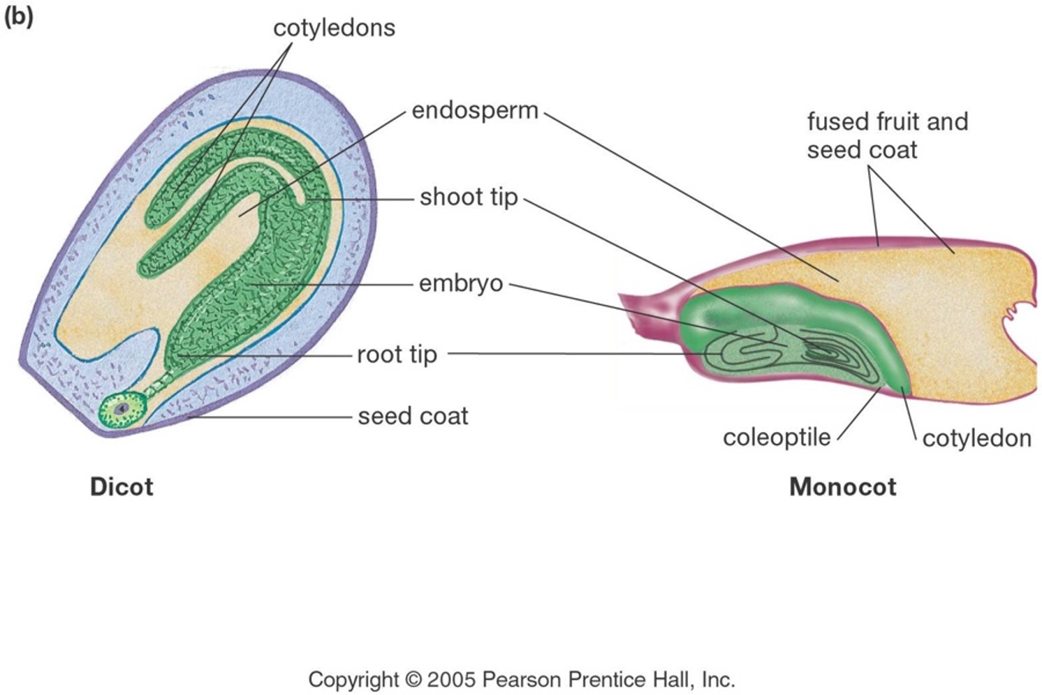 Mature seed anatomy