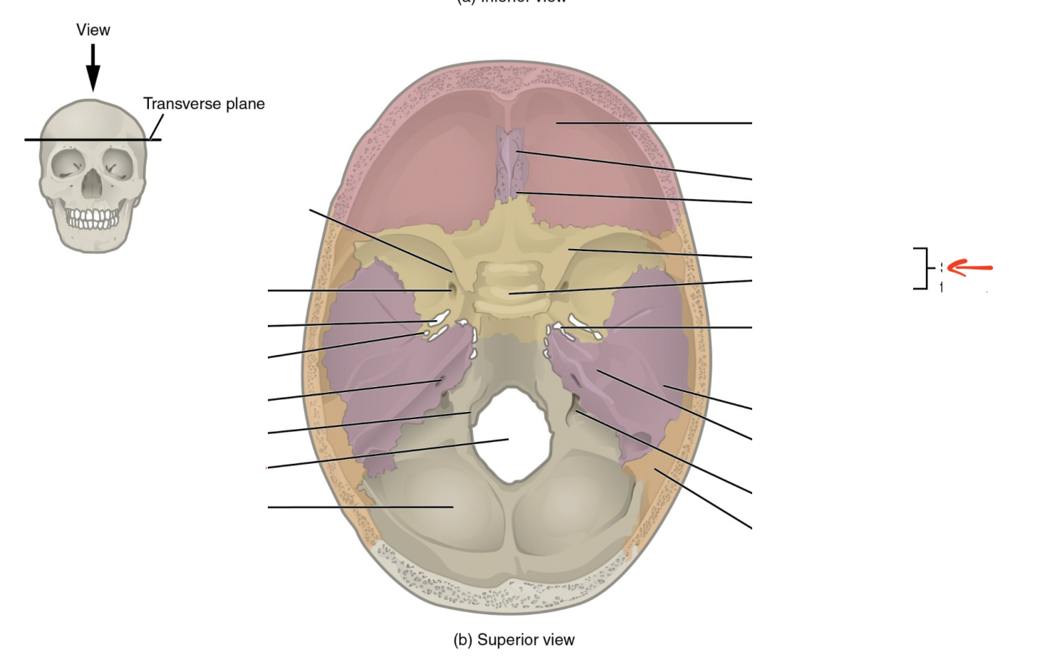 <p>Large and small wing-like structures which help form floor of cranium</p>