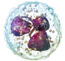 <p>Which granulocyte is described:</p><ul><li><p>Polymorphonuclear [redacted] (PMNs)</p></li><li><p>Nuclei</p><ul><li><p>Horse shoe or polymorphic</p></li></ul></li></ul><ul><li><p>Phagocytizes bacteria</p><ul><li><p>Granules with digestive enzymes</p></li></ul></li><li><p>First to arrive during an immune response (inflammation)</p></li></ul><ul><li><p>55-90% of WBC</p></li></ul><p></p>