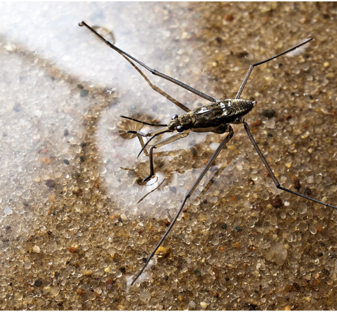 <p>importance: C5, moderate WQ</p><p>ecology: eaten by birds, fish</p><p>life: IM</p><p>feeding: insects, spiders</p>