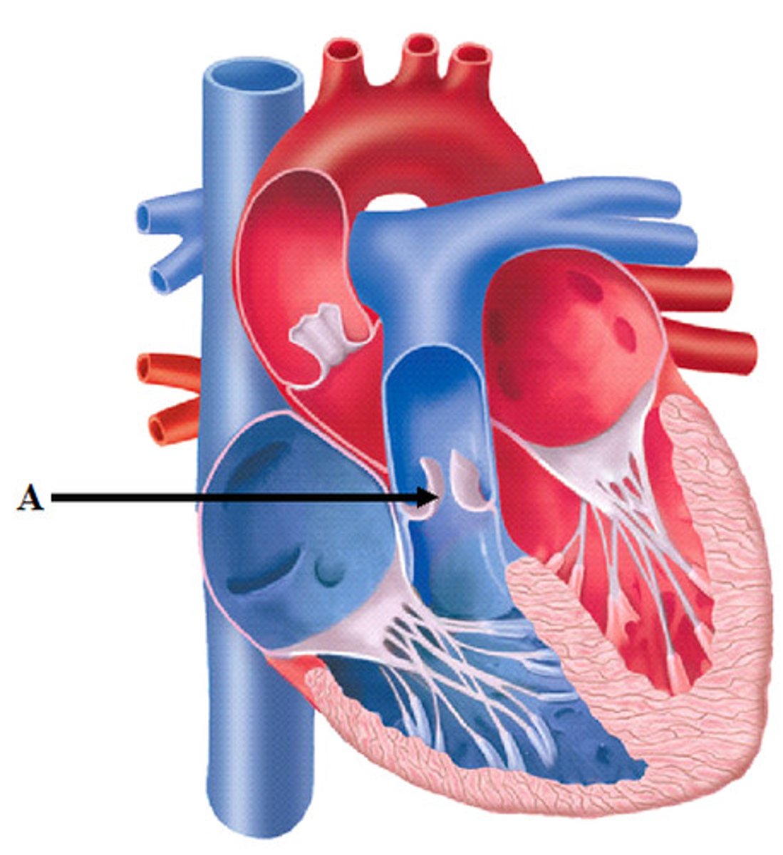 <p>ID structure indicated by arrow</p>