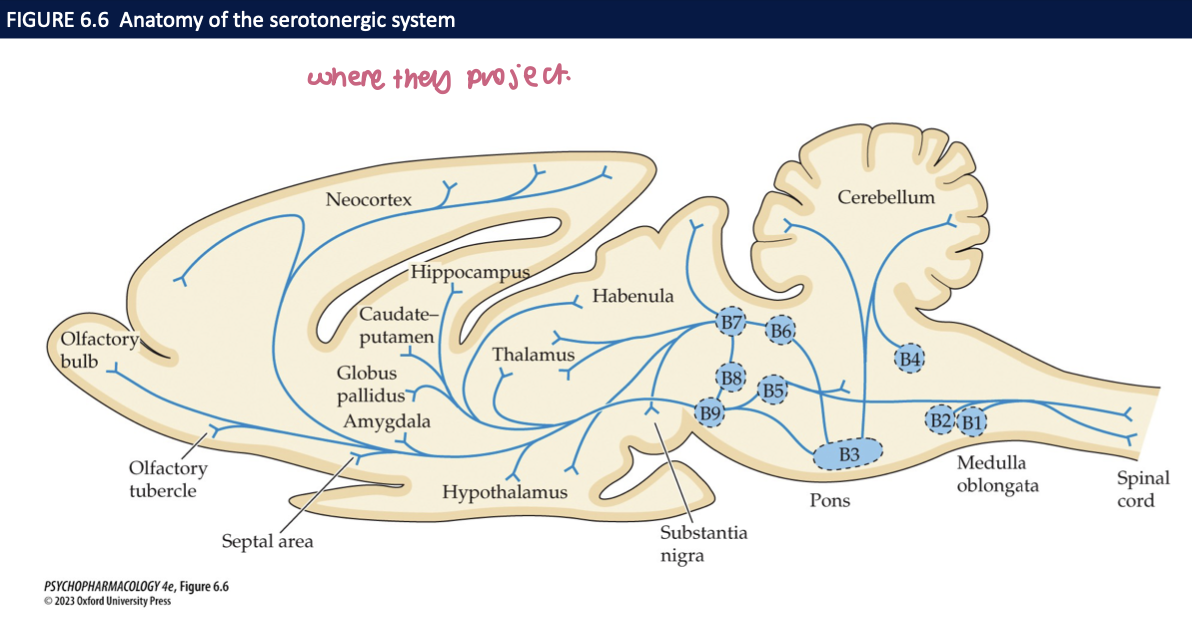 <ol><li><p>midline of the brainstem (medulla, pons, midbrain)</p></li><li><p>raphe nuclei</p></li><li><p>dorsal raphe nucleus (DRN)</p></li><li><p>median raphe nucleus (MRN)</p></li><li><p>forebrain</p></li><li><p>dense&nbsp;</p></li><li><p>↑</p></li><li><p>dendrites + synaptic connections&nbsp;</p></li></ol><img src="https://knowt-user-attachments.s3.amazonaws.com/b41155bf-af62-4a9e-9afc-12679ad52a05.png" data-width="100%" data-align="center"><p></p>