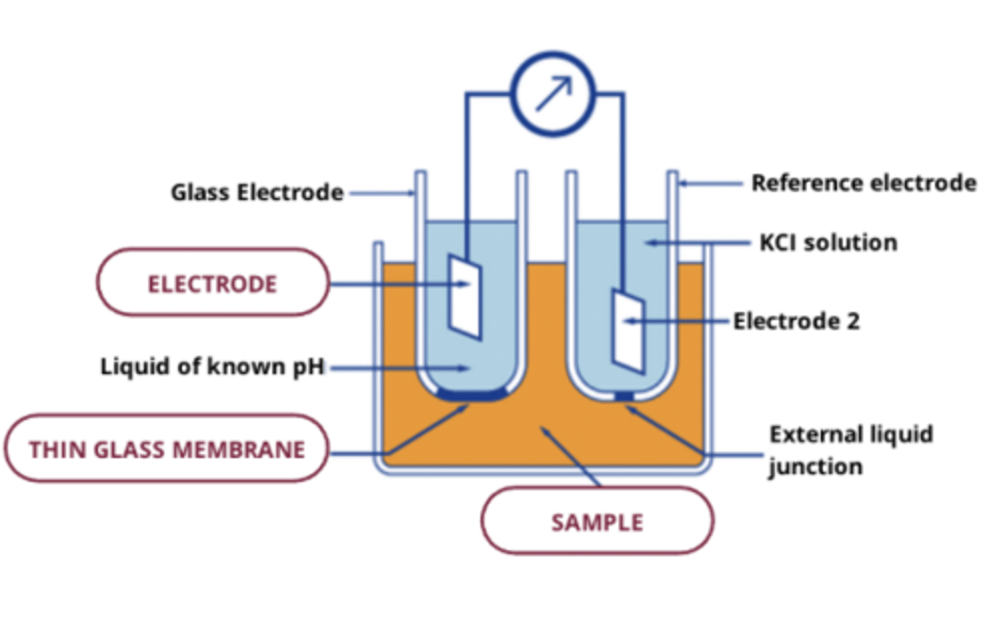 <p>- oldest kind of ion-selective electrode, used for measuring pH</p><p>- use thin film of glass => ion exchange between H+ ions in sample and internal electrolyte of known pH in indicator electrode</p><p>- commercial pH electrodes are combination where reference electrode built into into sensor</p>