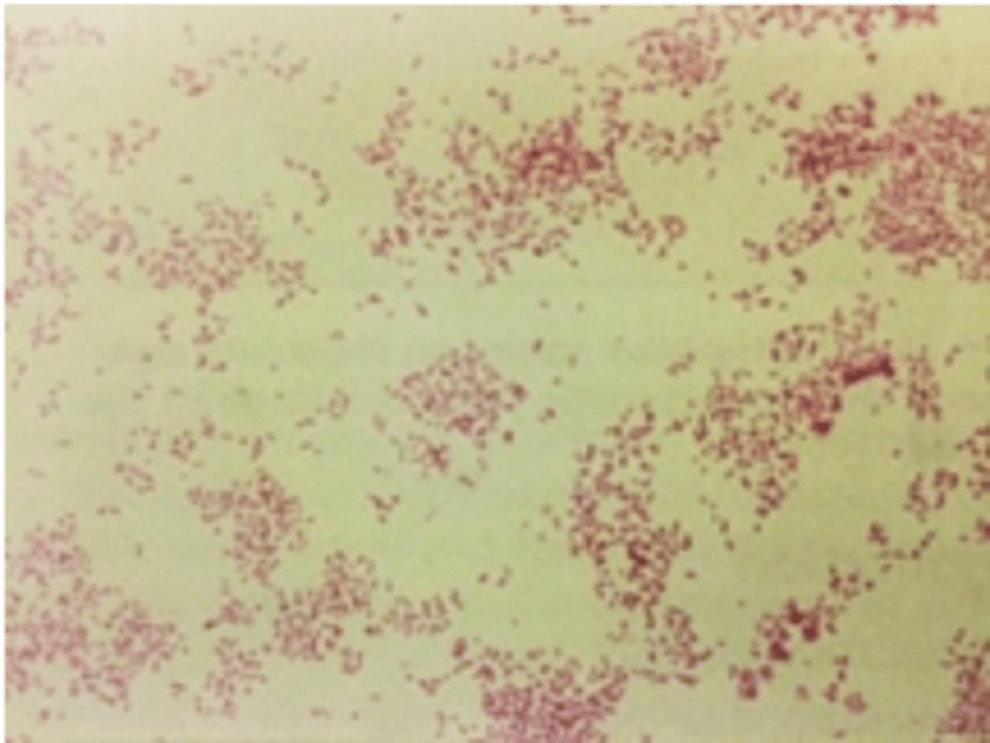 <p>this image indicates what species</p>