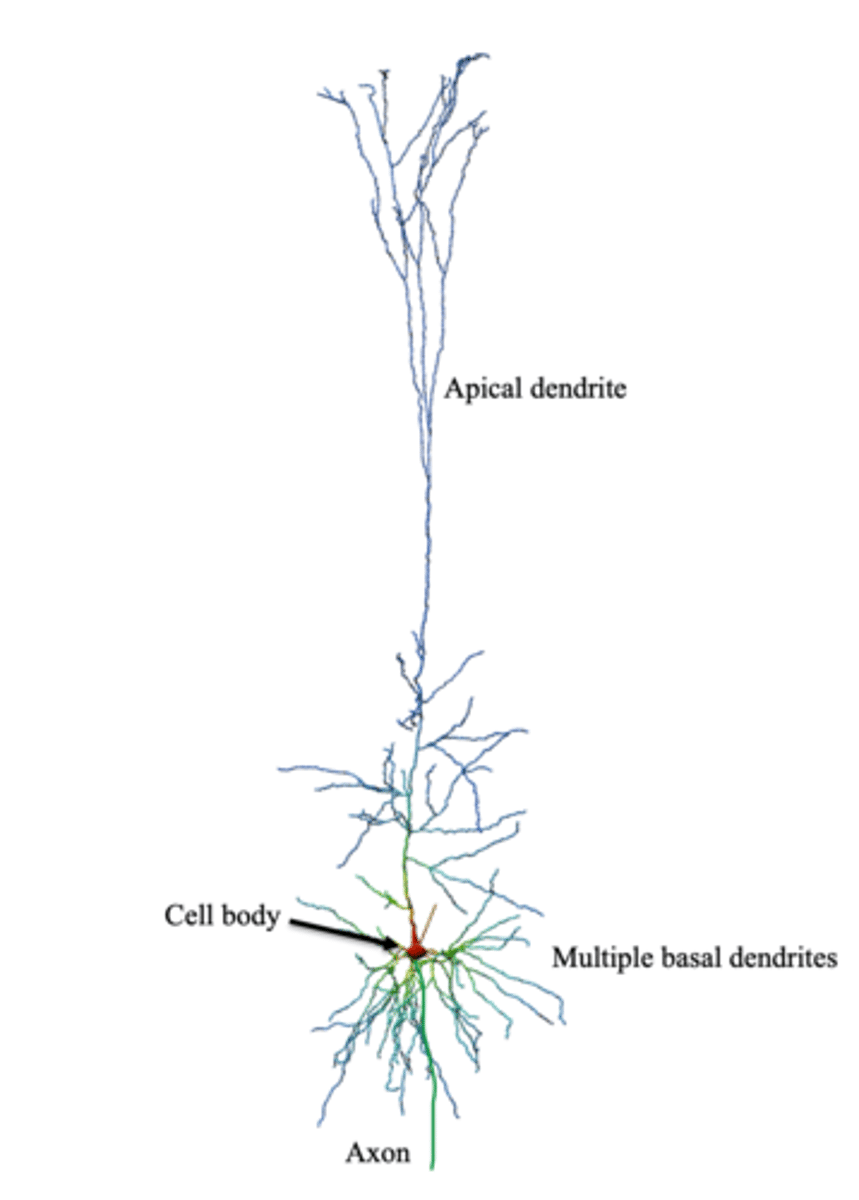 <p>pyramidal neurons</p>