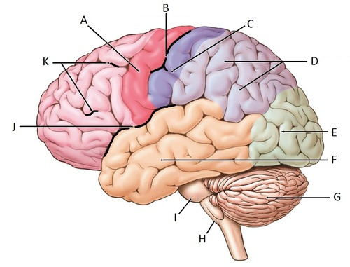 <p>find the precentral gyrus and the postcentral gyrus</p>