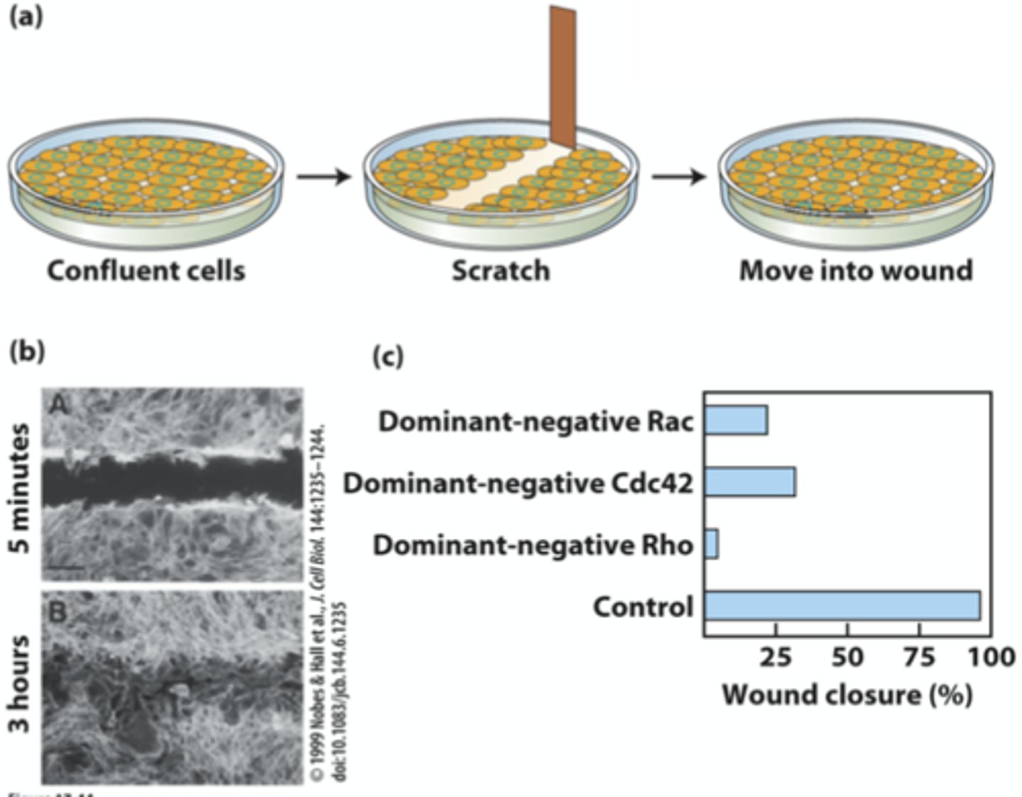 <p>Keratinocytes on top of scaffold</p><p>Scratch the keratinocytes</p><p>View and analyse migration of keratinocytes (as they fill the gap)</p>