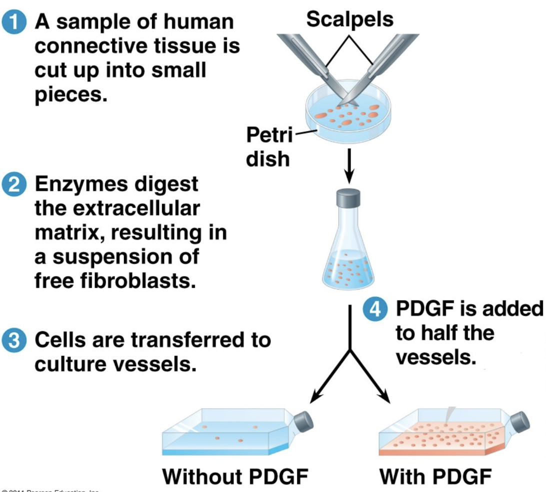 <p>Example of an INTERNAL control of cell division. Platelets, released to help clot blood, also release growth factors to increase cell division in the injured tissue.</p>