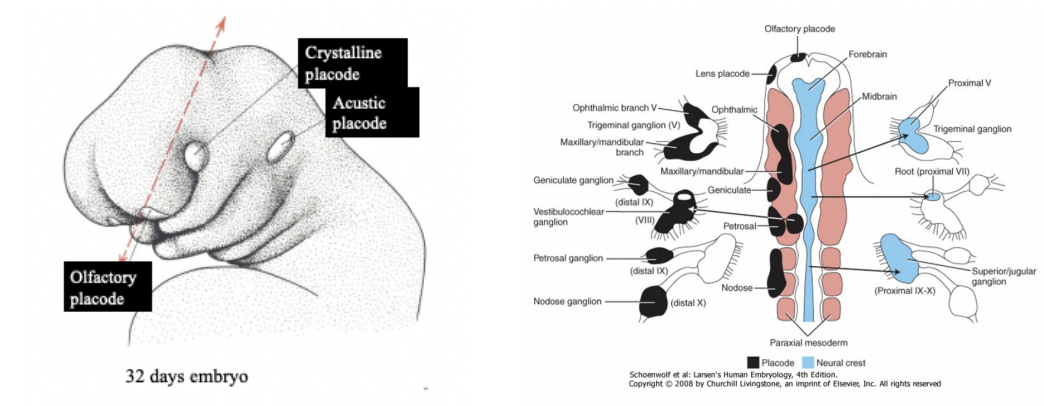 <p><span>Neural crest &amp; placodes contribute to the formation of cranial nerves sensory ganglia</span></p>