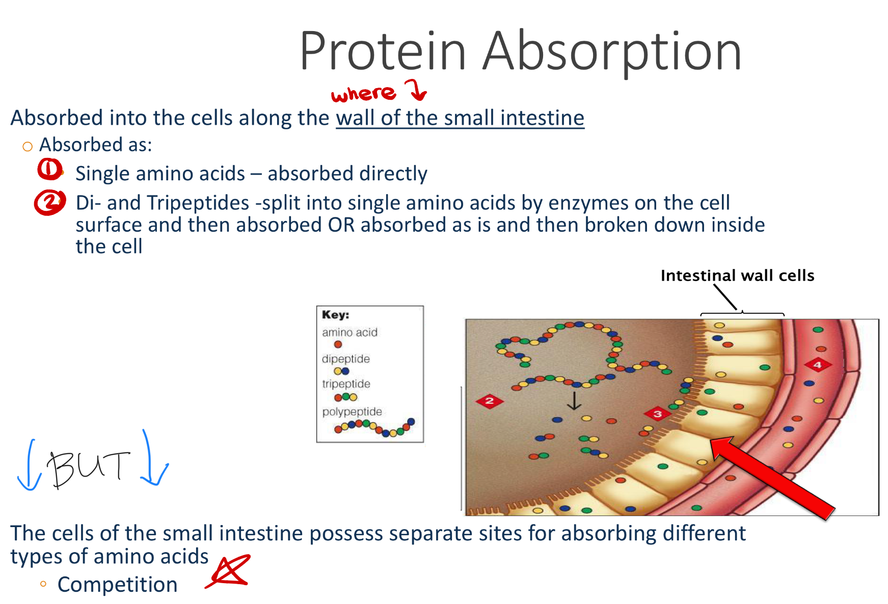 knowt flashcard image