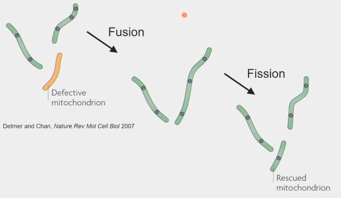 <ul><li><p>damage accumulated to mtDNA and protein contents</p><ul><li><p>reactive oxygen species → byproduct of metabolism, toxic waste!!</p></li></ul></li><li><p>fission &amp; fusion promote mixing of mitochondrial contents &amp; enable “rescue”</p><ul><li><p><strong>defective</strong> mitochondrion fused w/ working mitochondrion → now able to produce proteins to rebuild machinery → undergoes fission again to create “rescued” mitochondrion w/ its own genome</p></li></ul></li></ul><p></p>